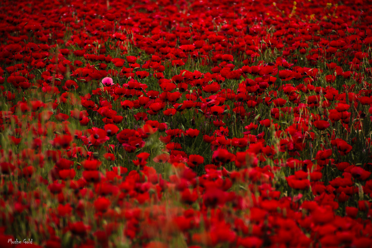 Poppy field spring 2025