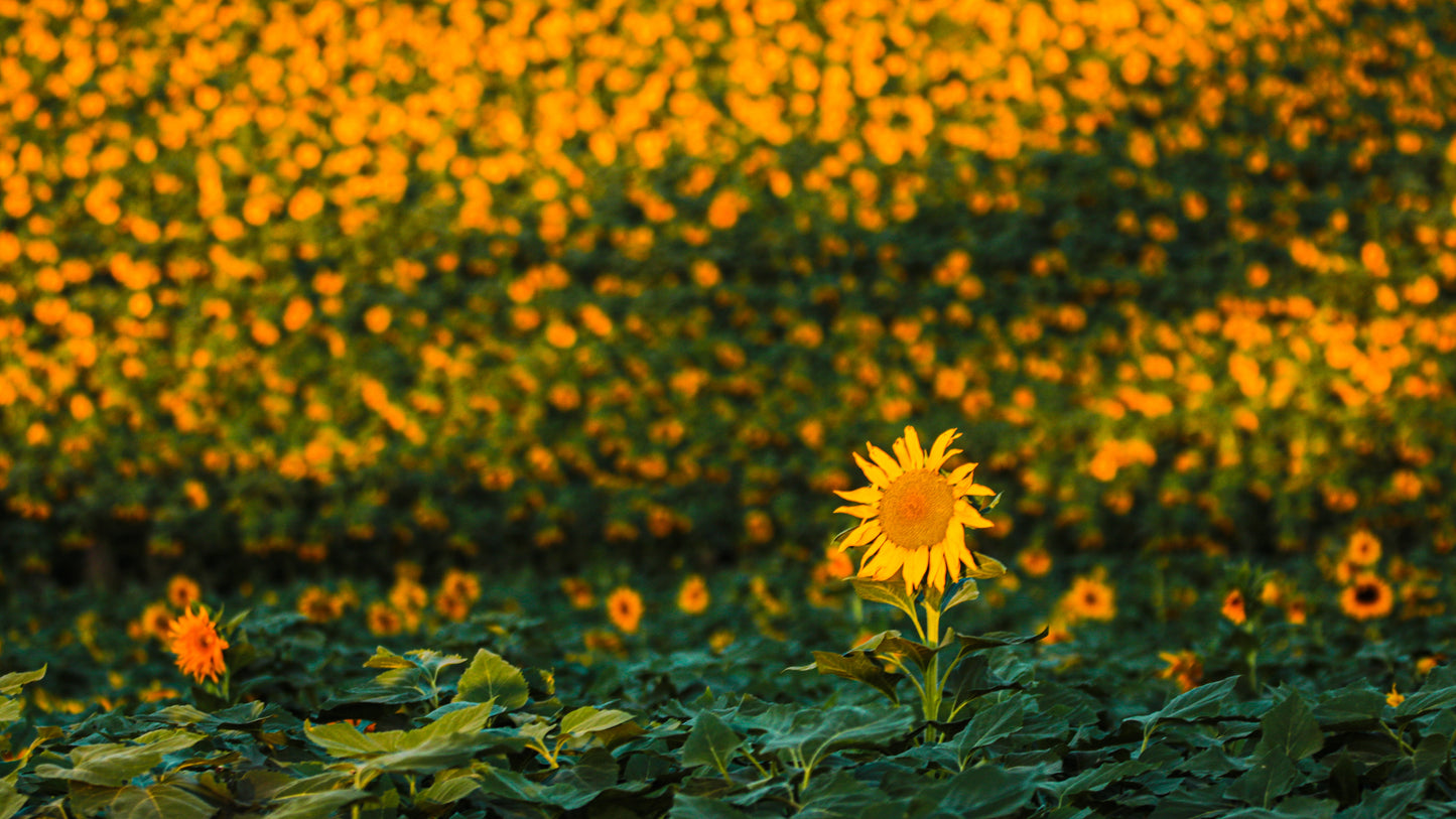 Single yellow flower standing out against a sea of similar flowers