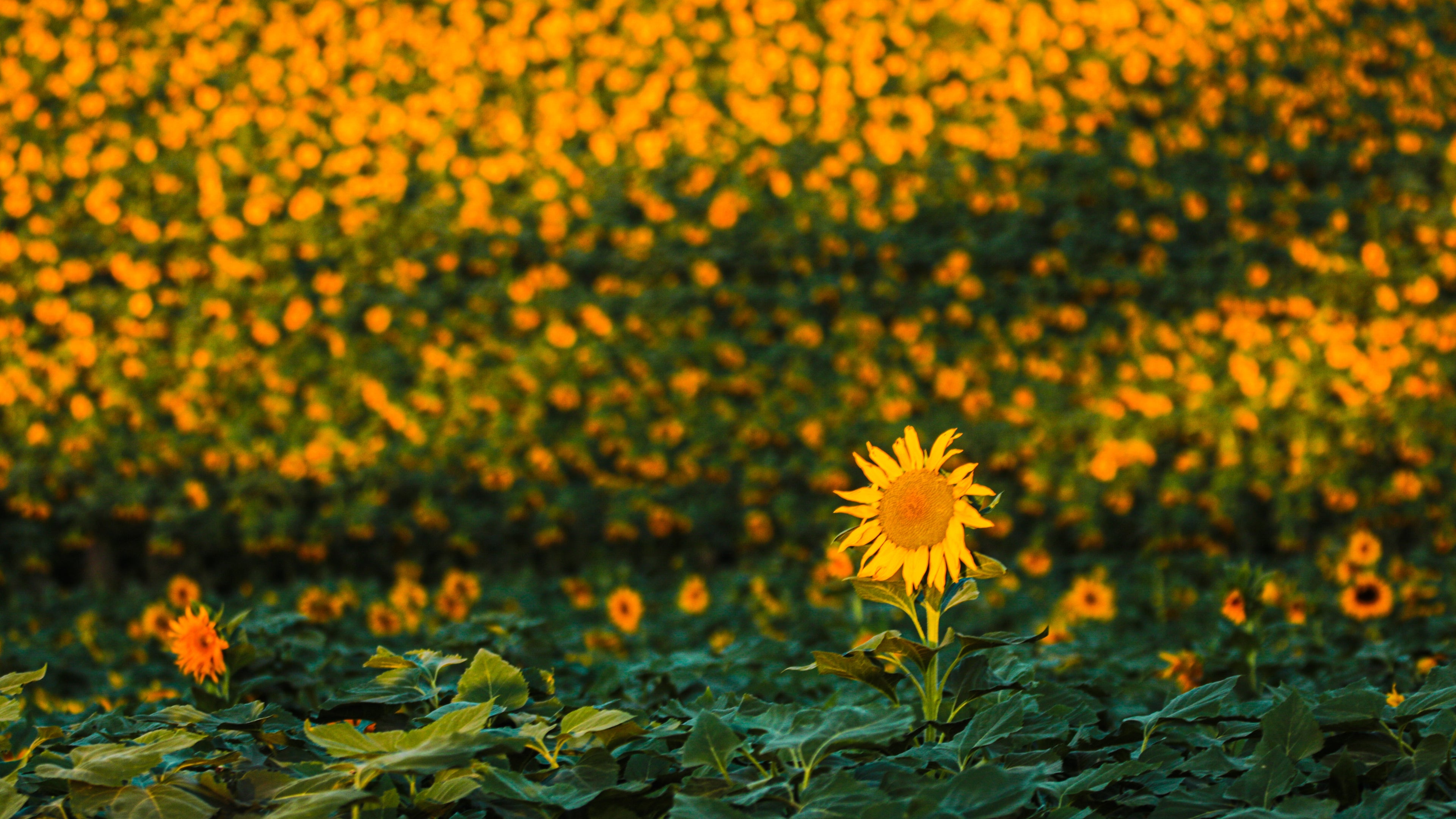 Single yellow flower standing out against a sea of similar flowers