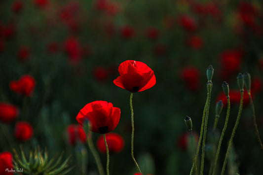 Poppies 3