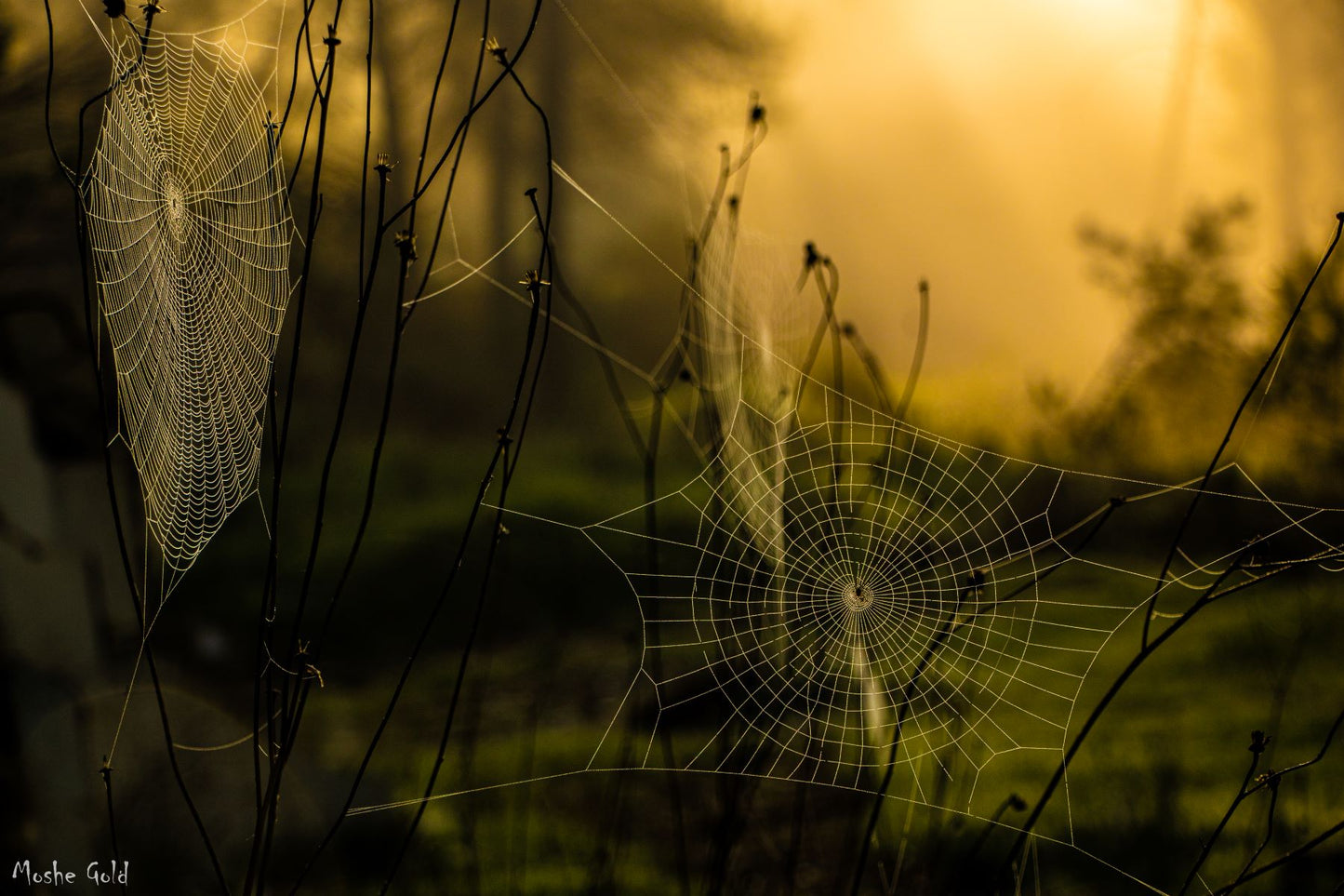 Spider Web early -- morning light