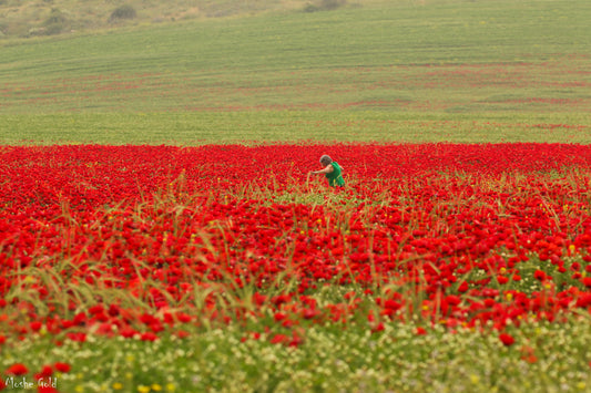 Walking through the Anemone field