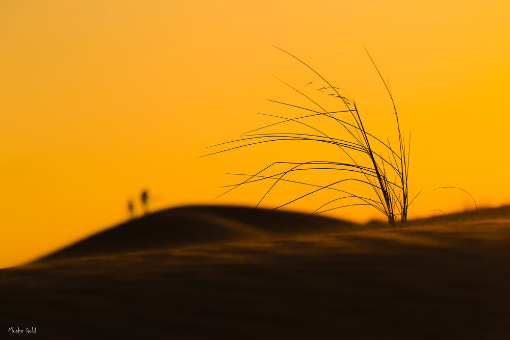 Sand Dune in the Negev Desert