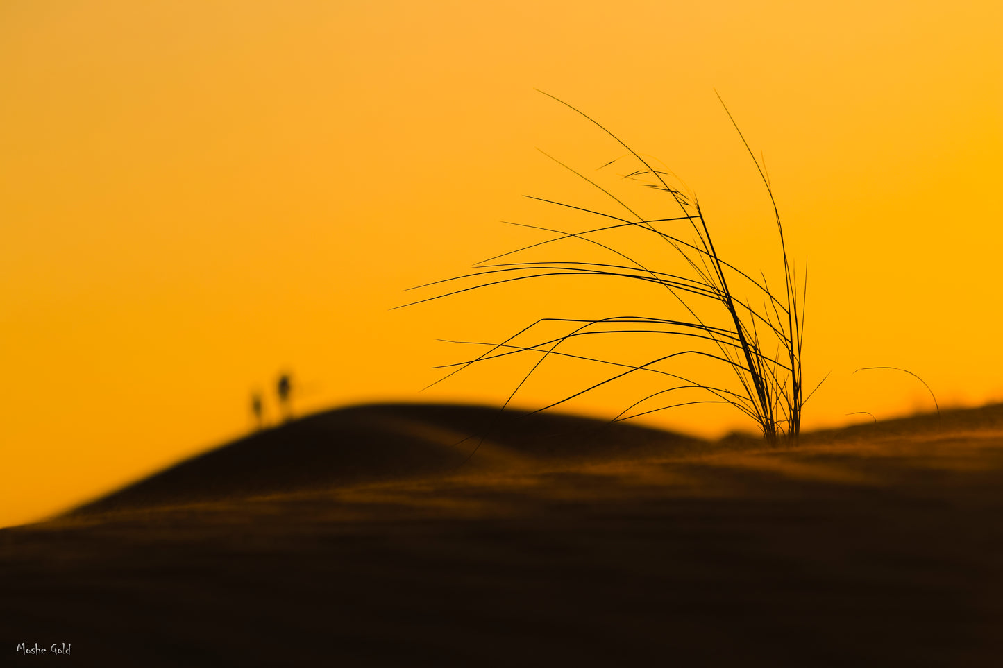 Sand Dune in the Negev Desert