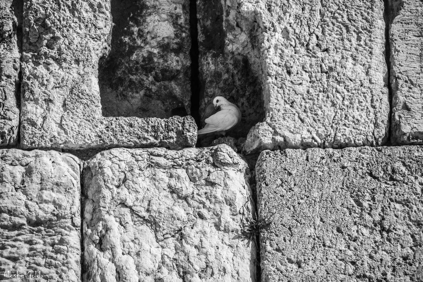 White Dove at the Wester Wall