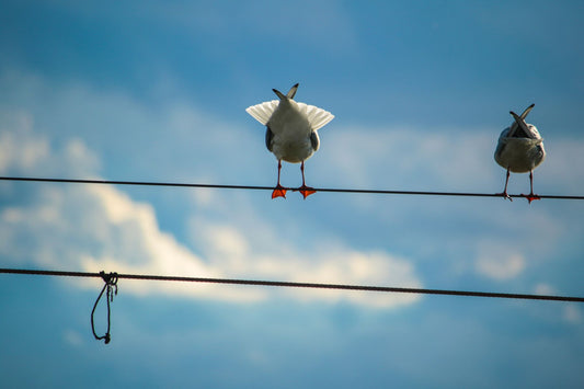 Two birds on a wire