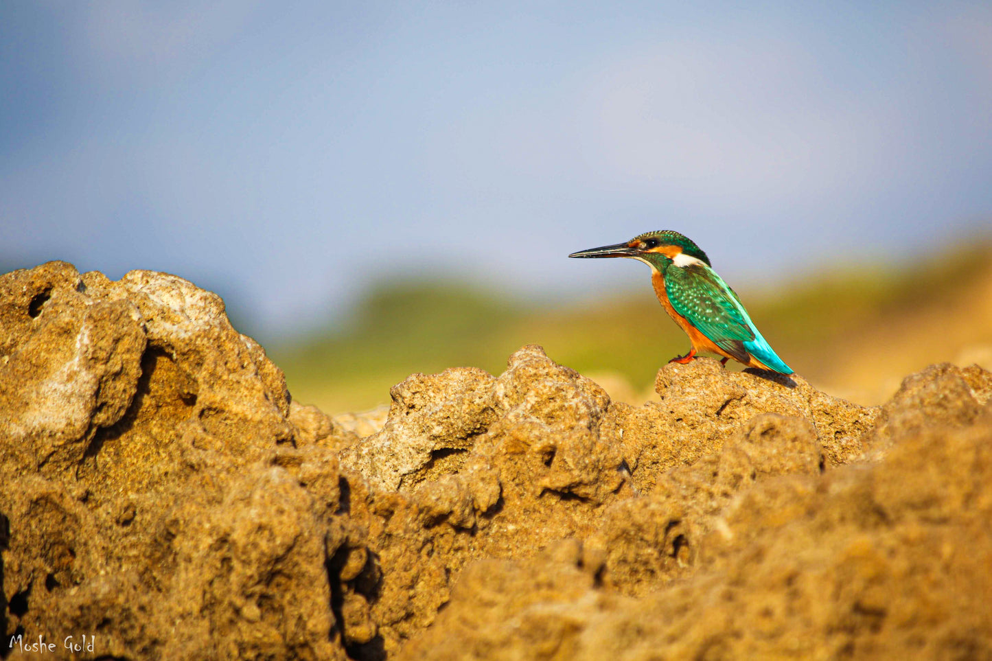 Kingfisher