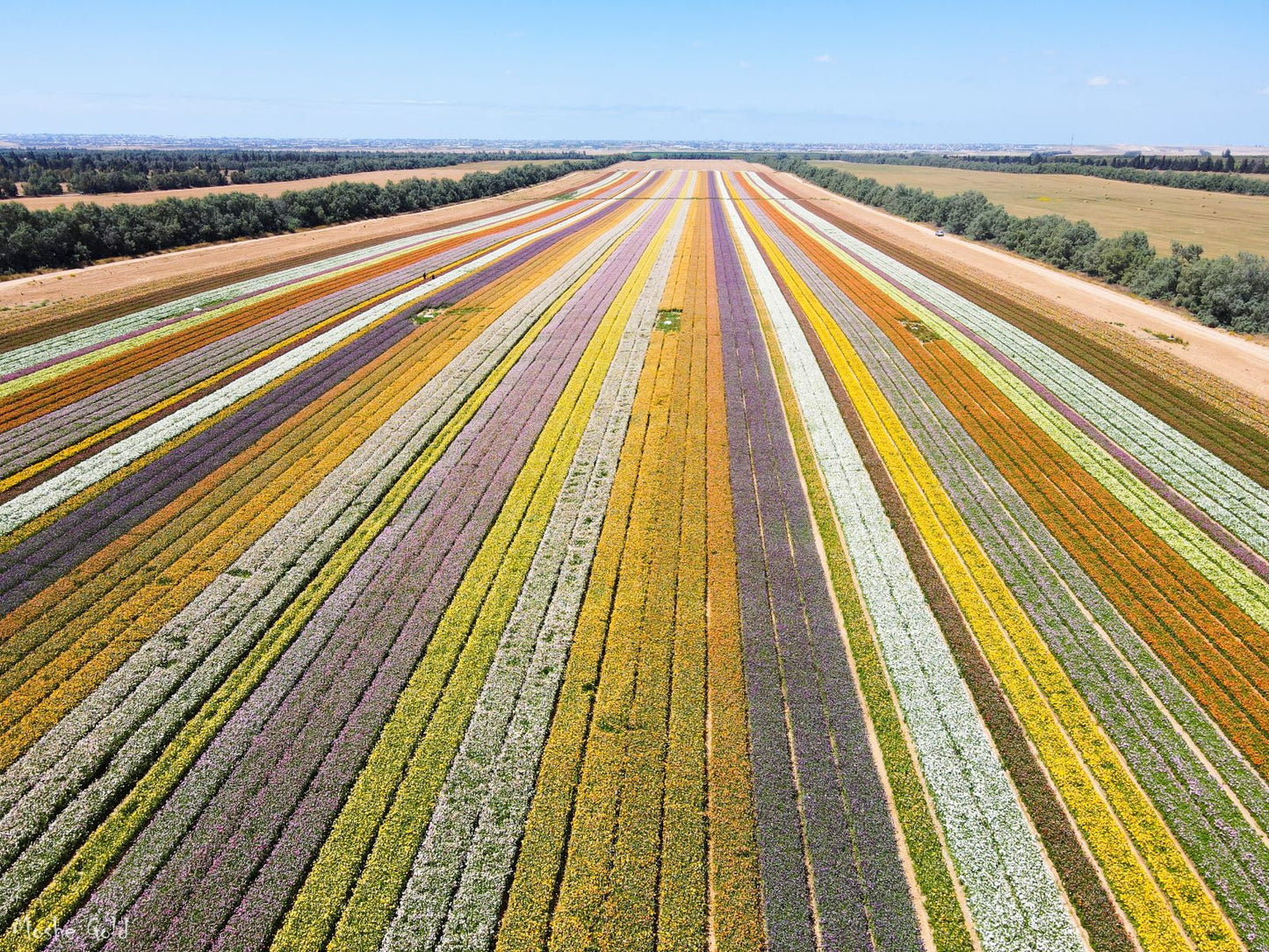 Flower fields - Kibbutz Nir Yizchak