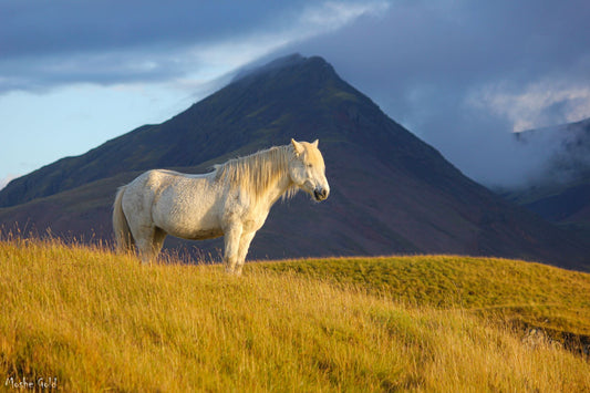 white horse in Iceland.