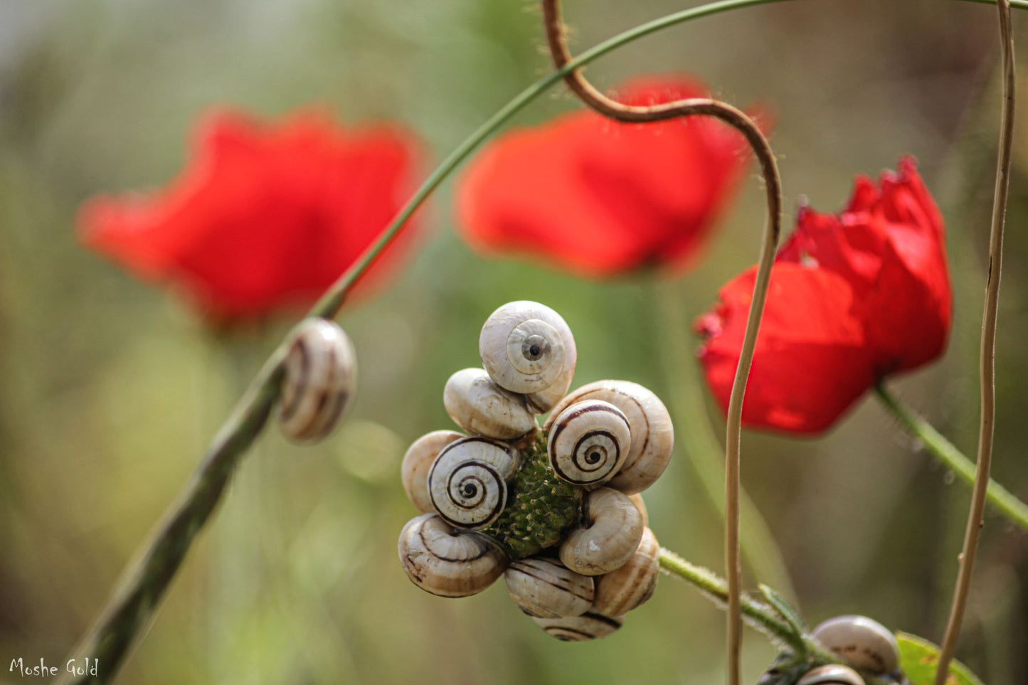 Snails on an Anemone