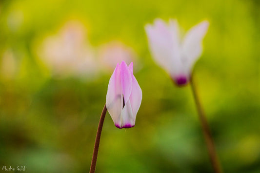 Cyclamen