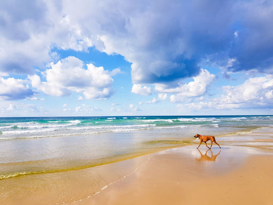 Dog on the beach