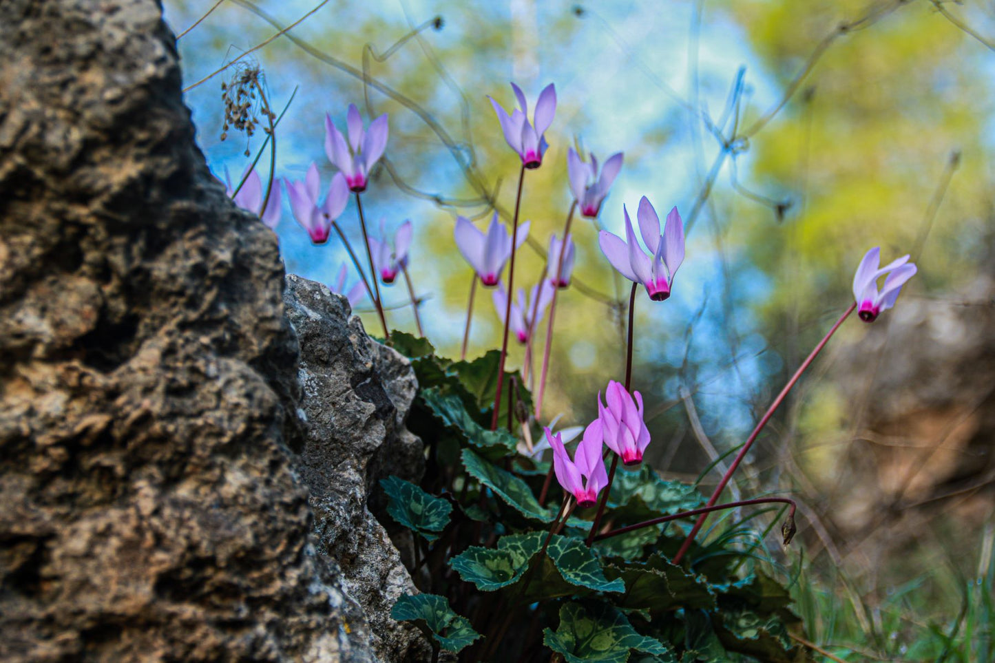 Cyclamen by a rock