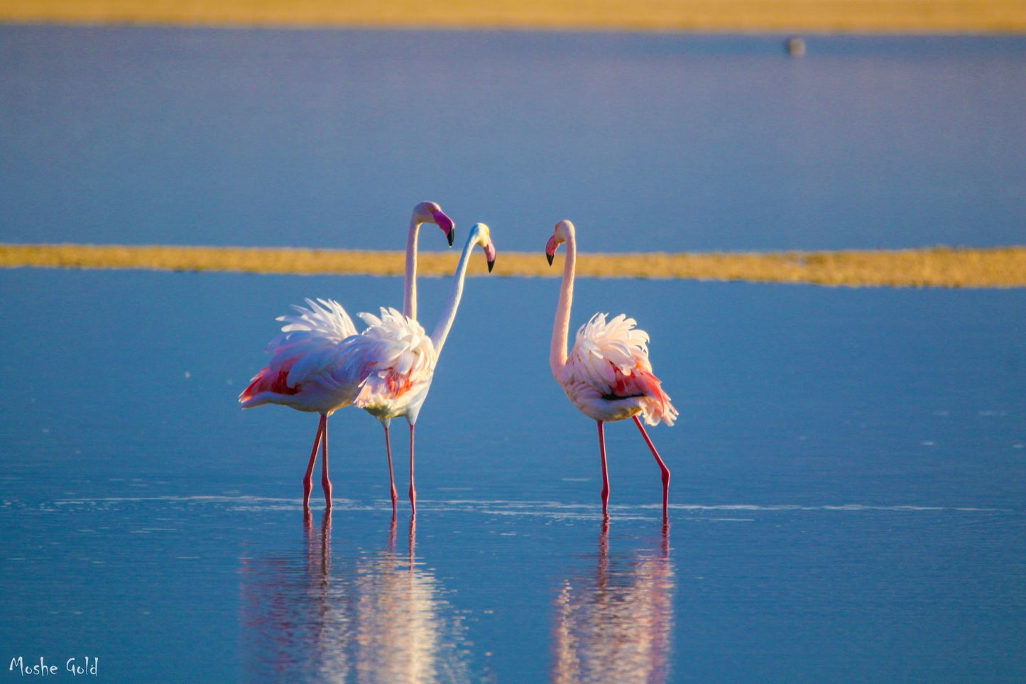 Flamingo in the salt pools