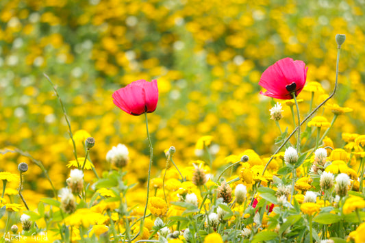 Anemones in the Ella Valley, Israel