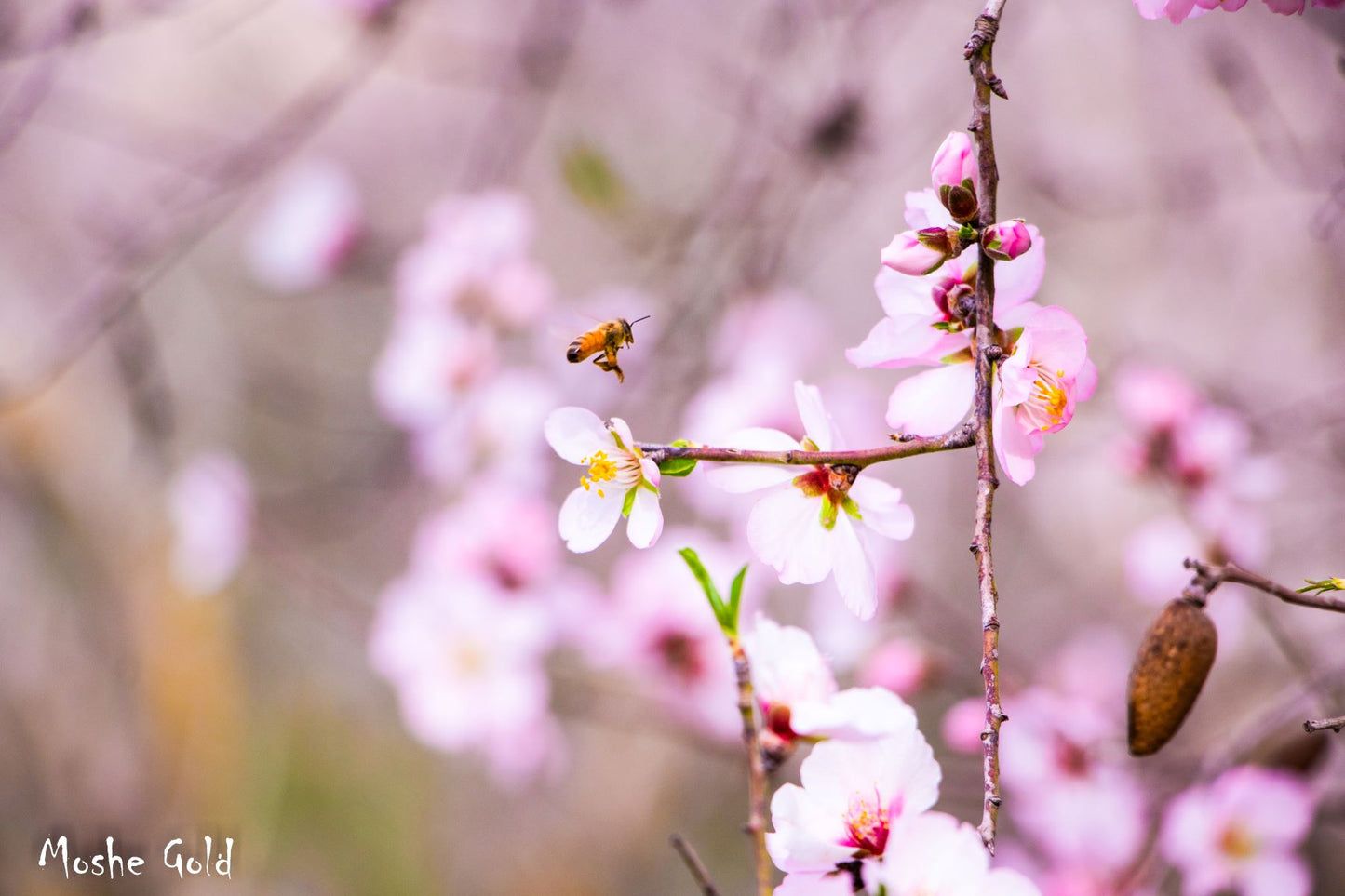 Bee by an Almond Tree