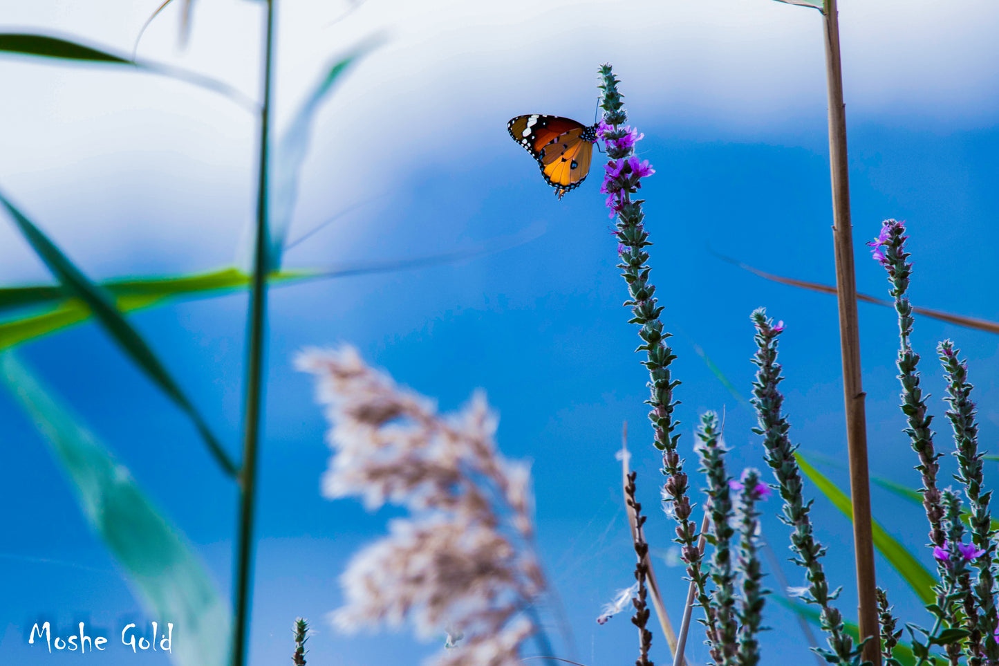 Butterfly, Hula Lake