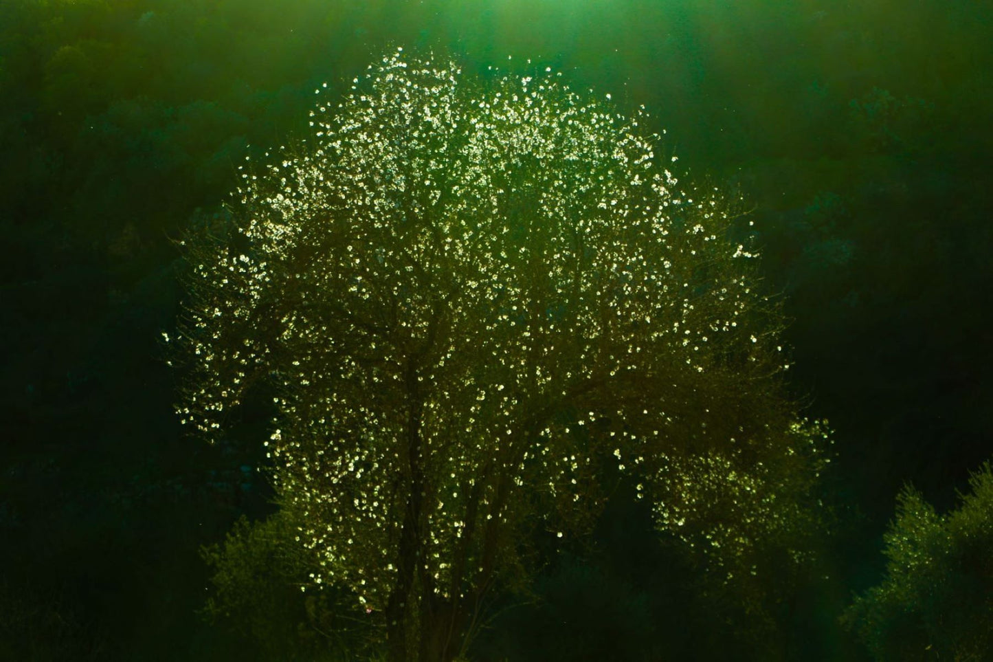 Light on an almond tree