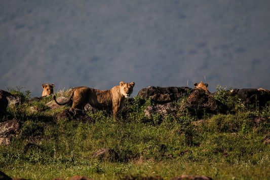 A pack of lions in the Serengeti. Tanzania