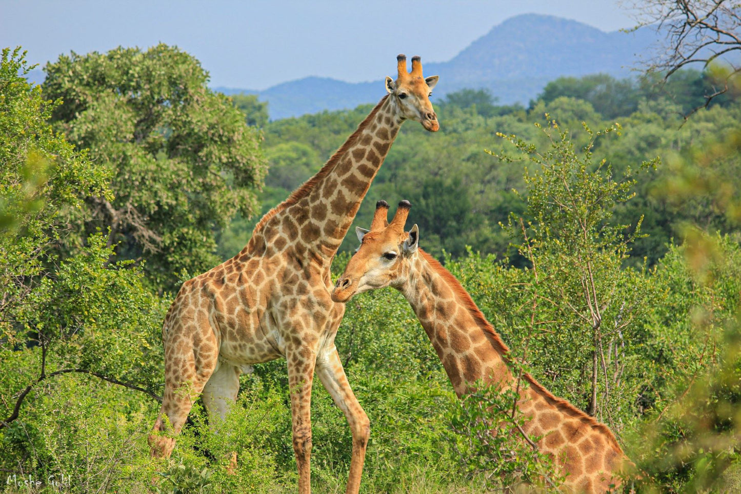 Giraffes in Kruger Park, South Africa