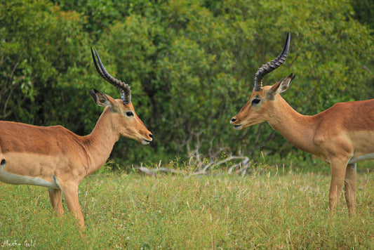 Deer in Kruger National Park