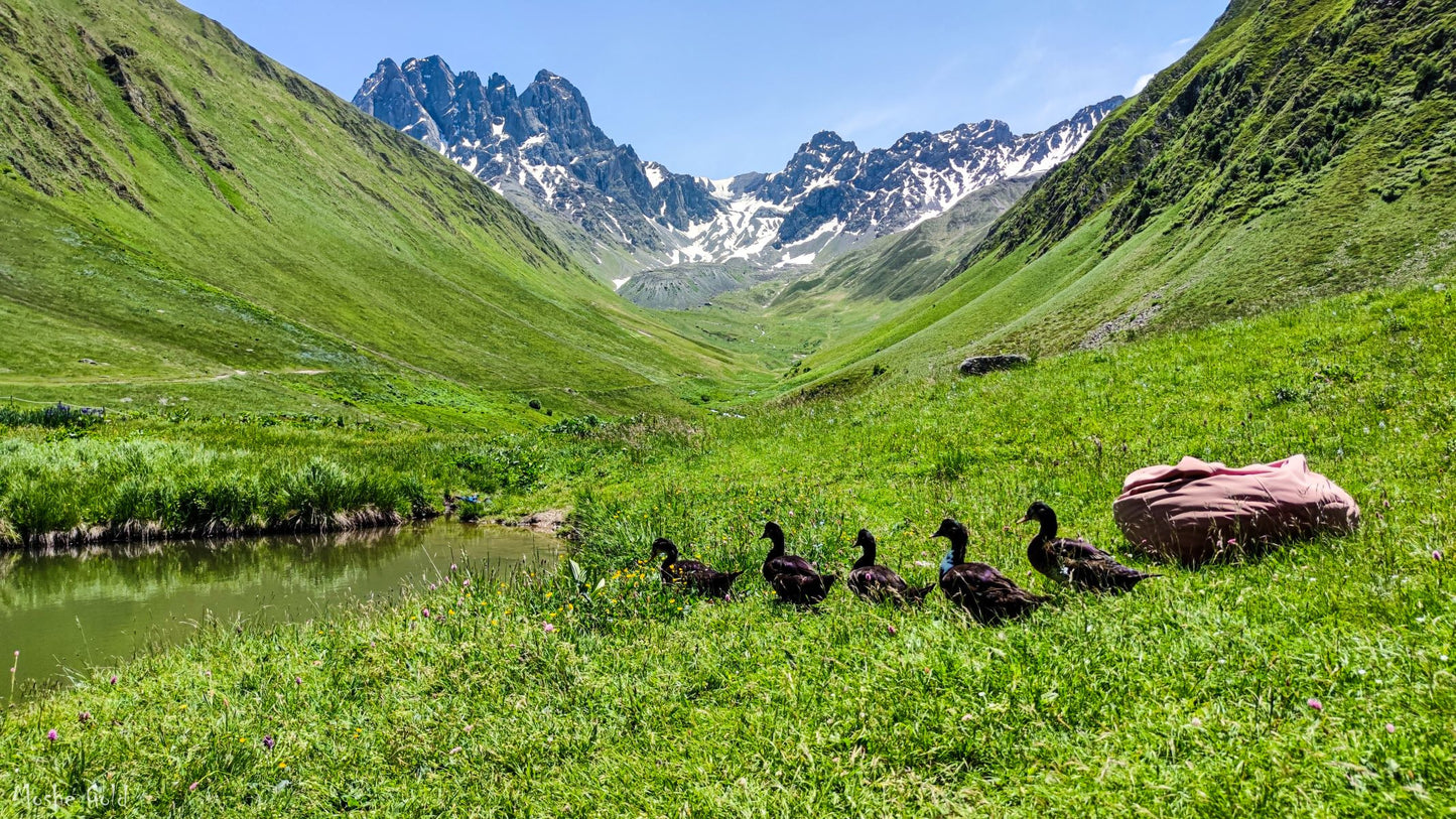 Ducks in Georgia