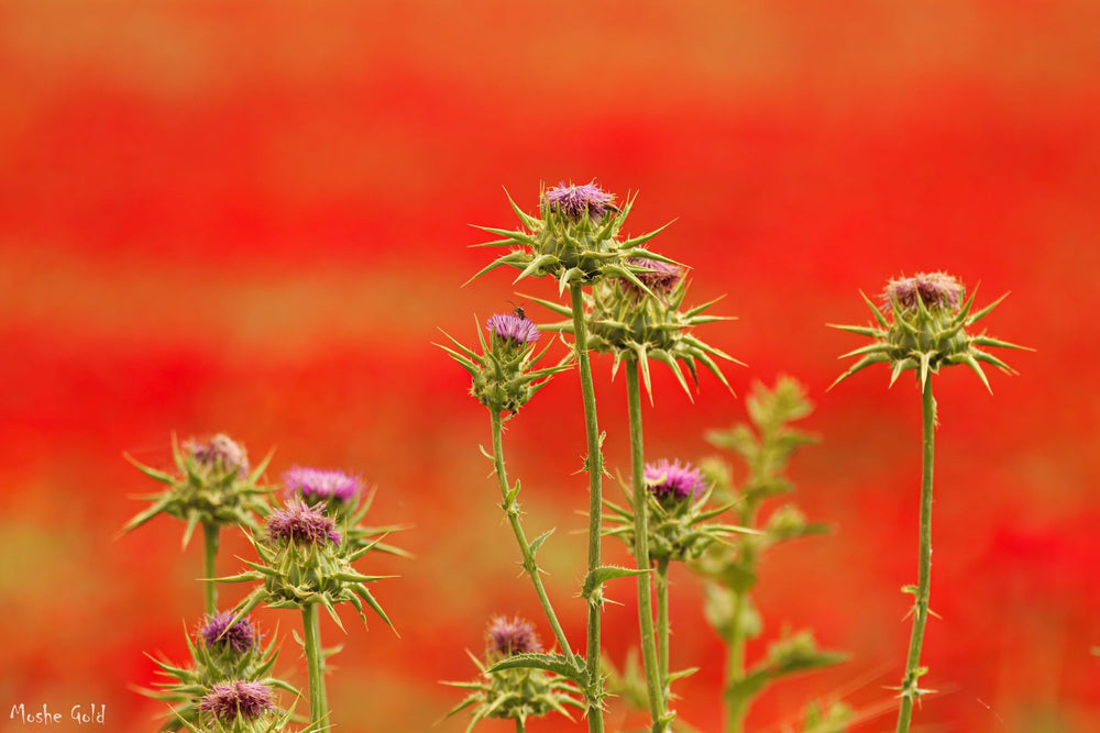 Thorns and a red flower field