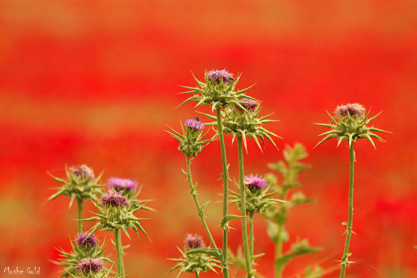 Thorns and a red flower field