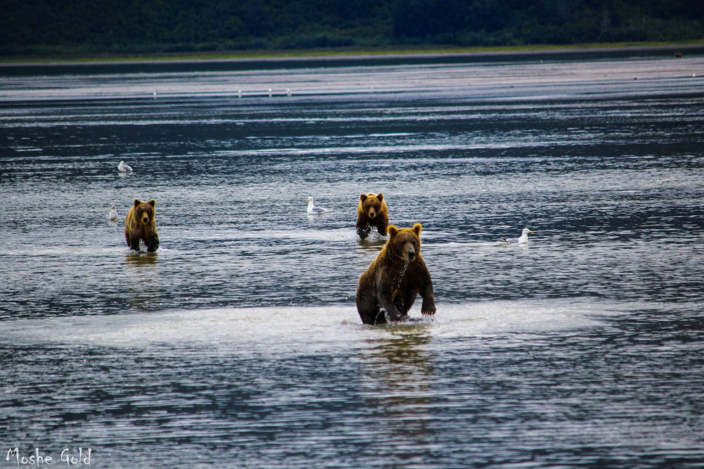 Family of Bears