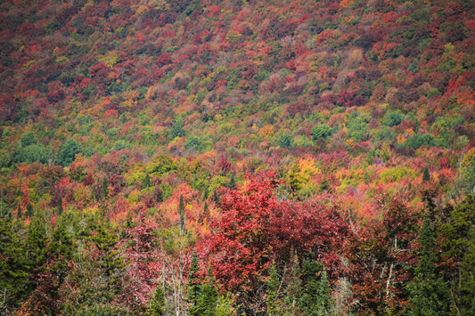 Vermont foliage 2
