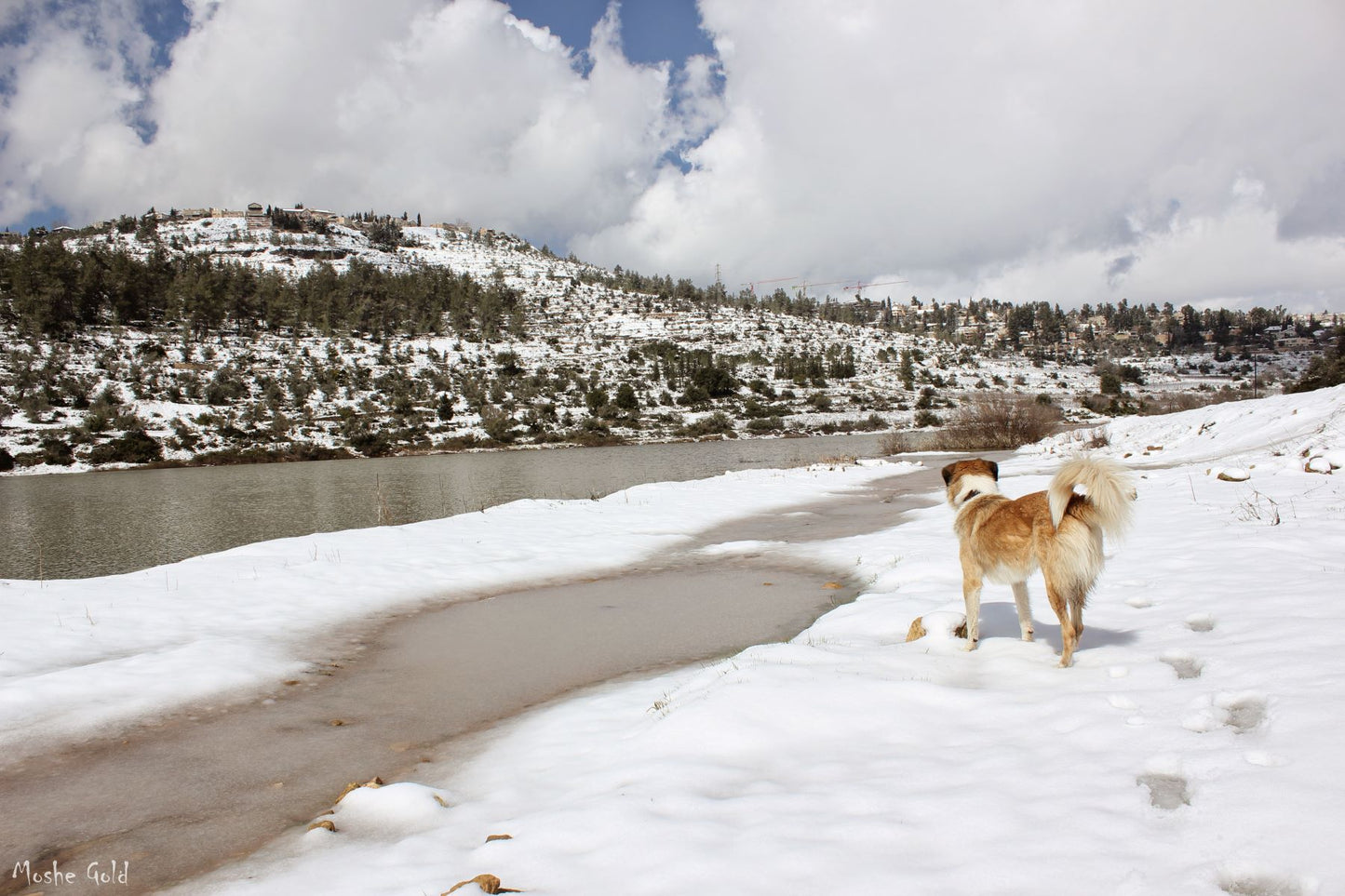 Dog in the snow