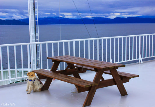 Dog on a ferry, Norway