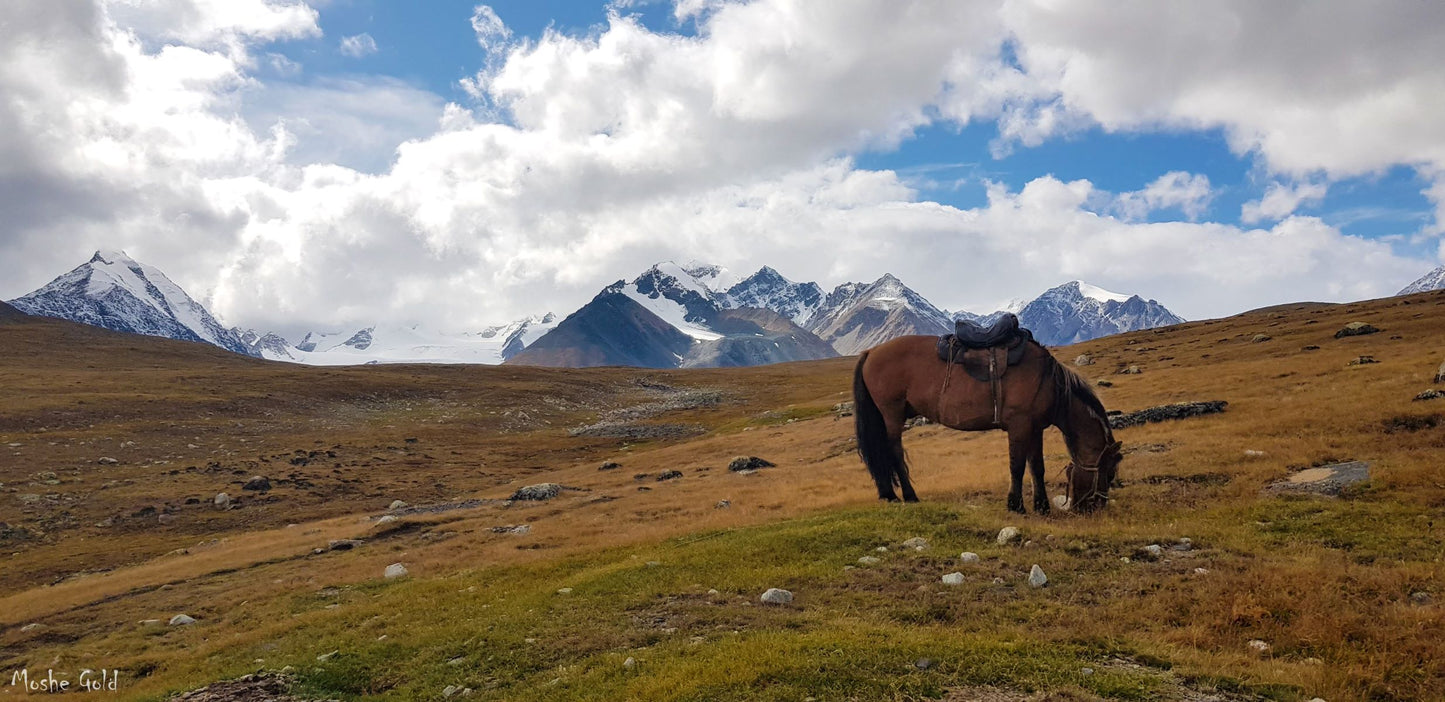 Horse in Western Mongolia