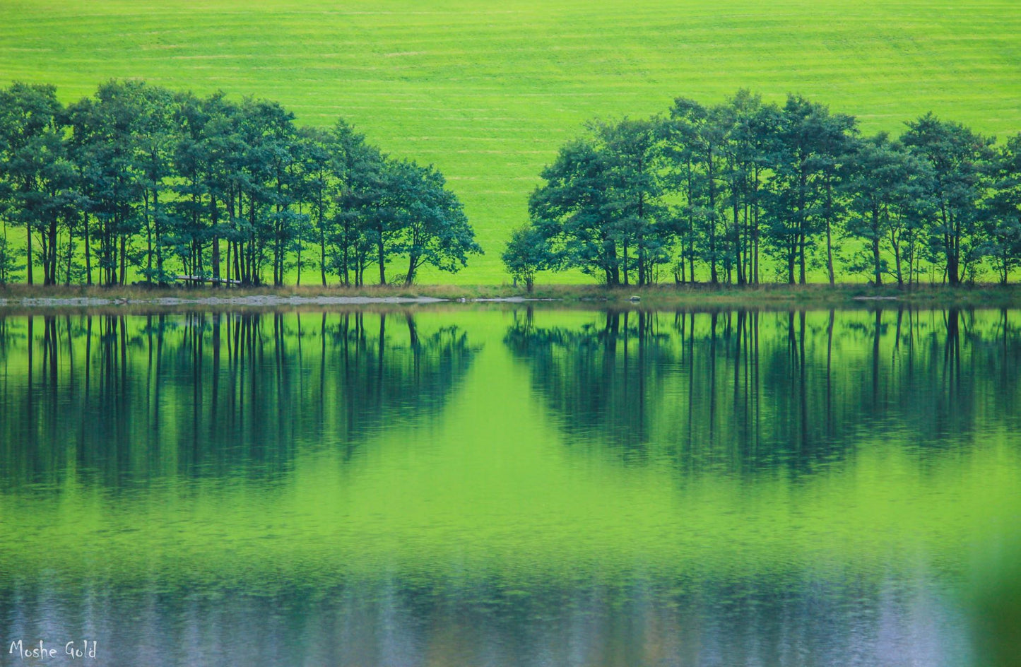 Norway - Tree reflection