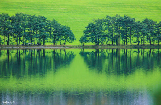 Norway - Tree reflection