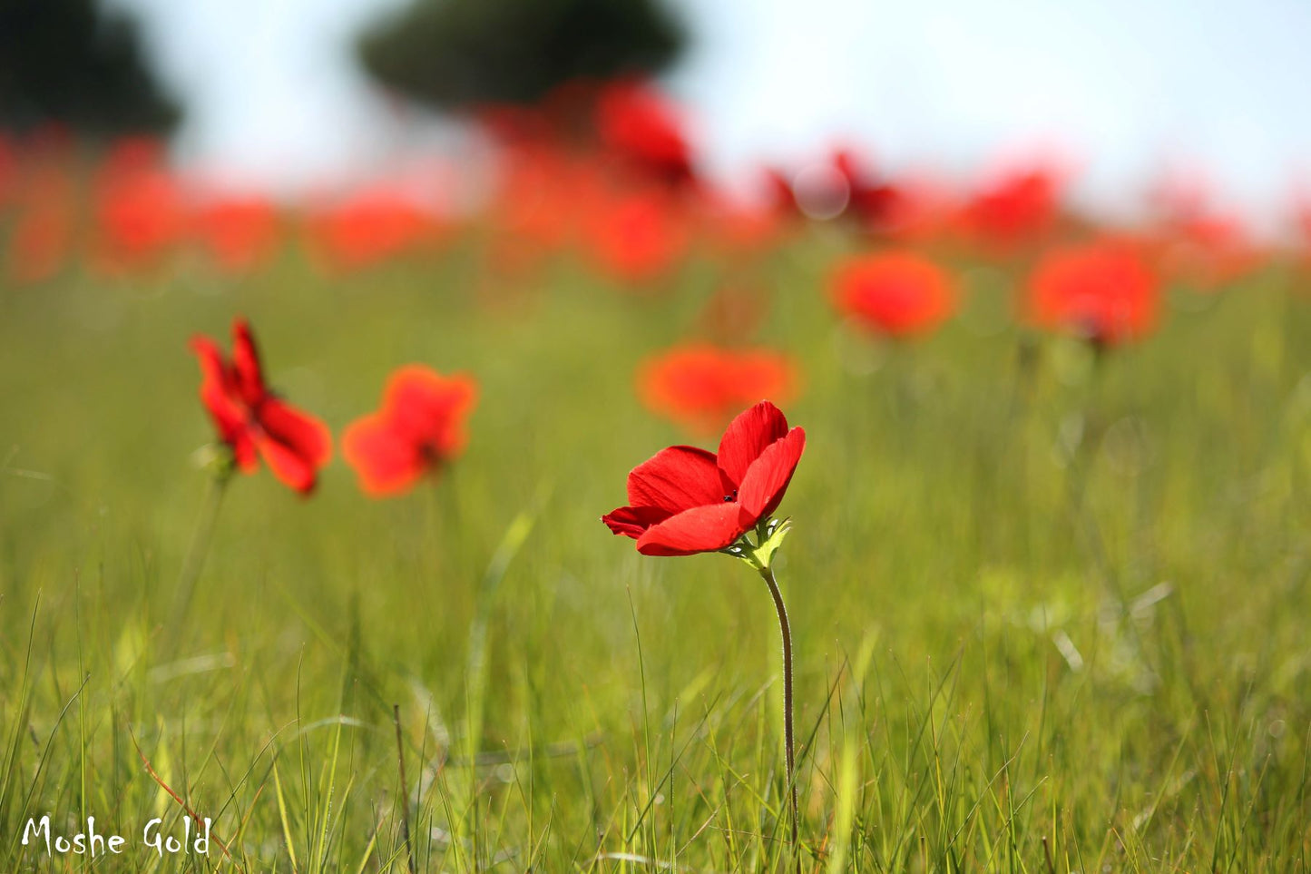 Anemone in the western Negev