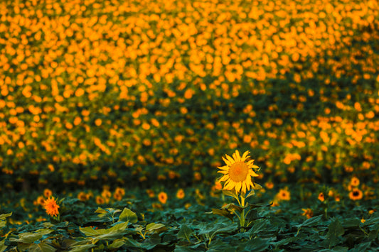 Sunflower 2