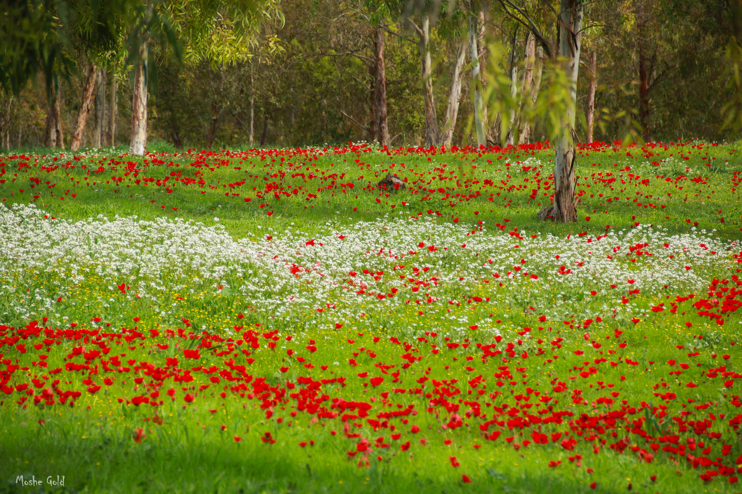 Anemones in the Gaza Envelope 3