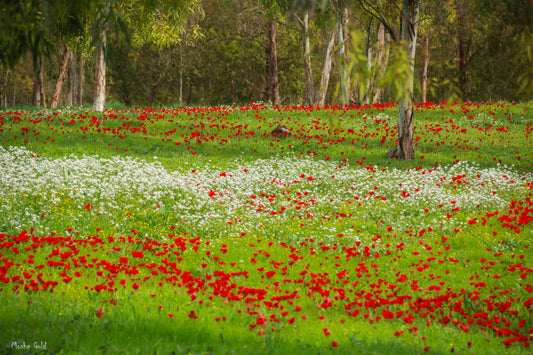 Anemones in the Gaza Envelope 3