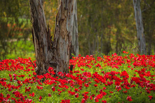 Anemones in the Gaza Envelope