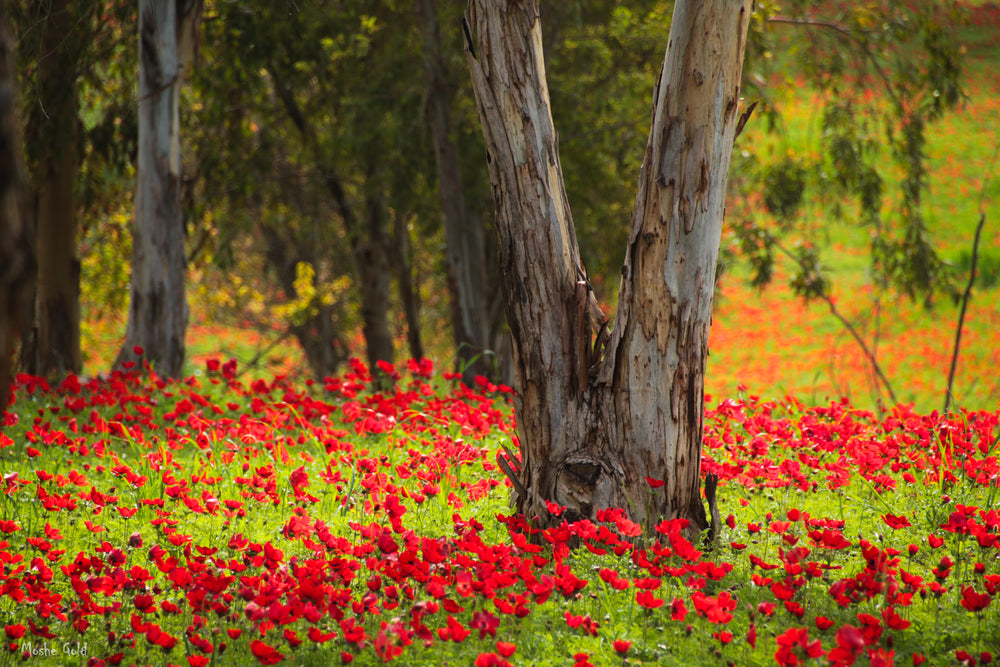 Anemones in the Gaza Envelope 2
