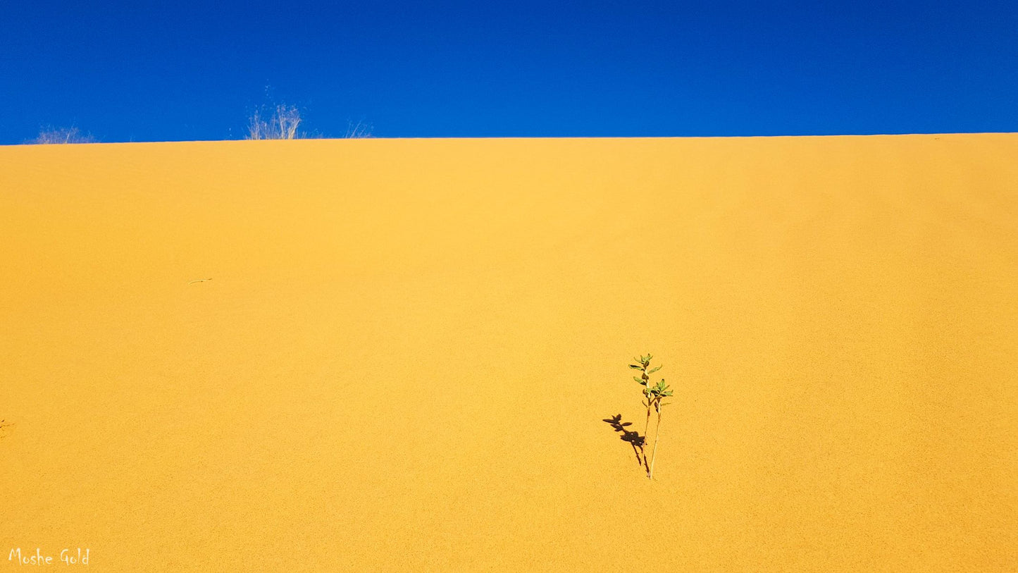 Sand dune in the Negev desert