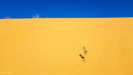 Sand dune in the Negev