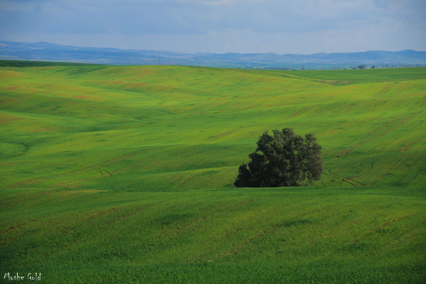 Tree by Kibbutz Ruhama