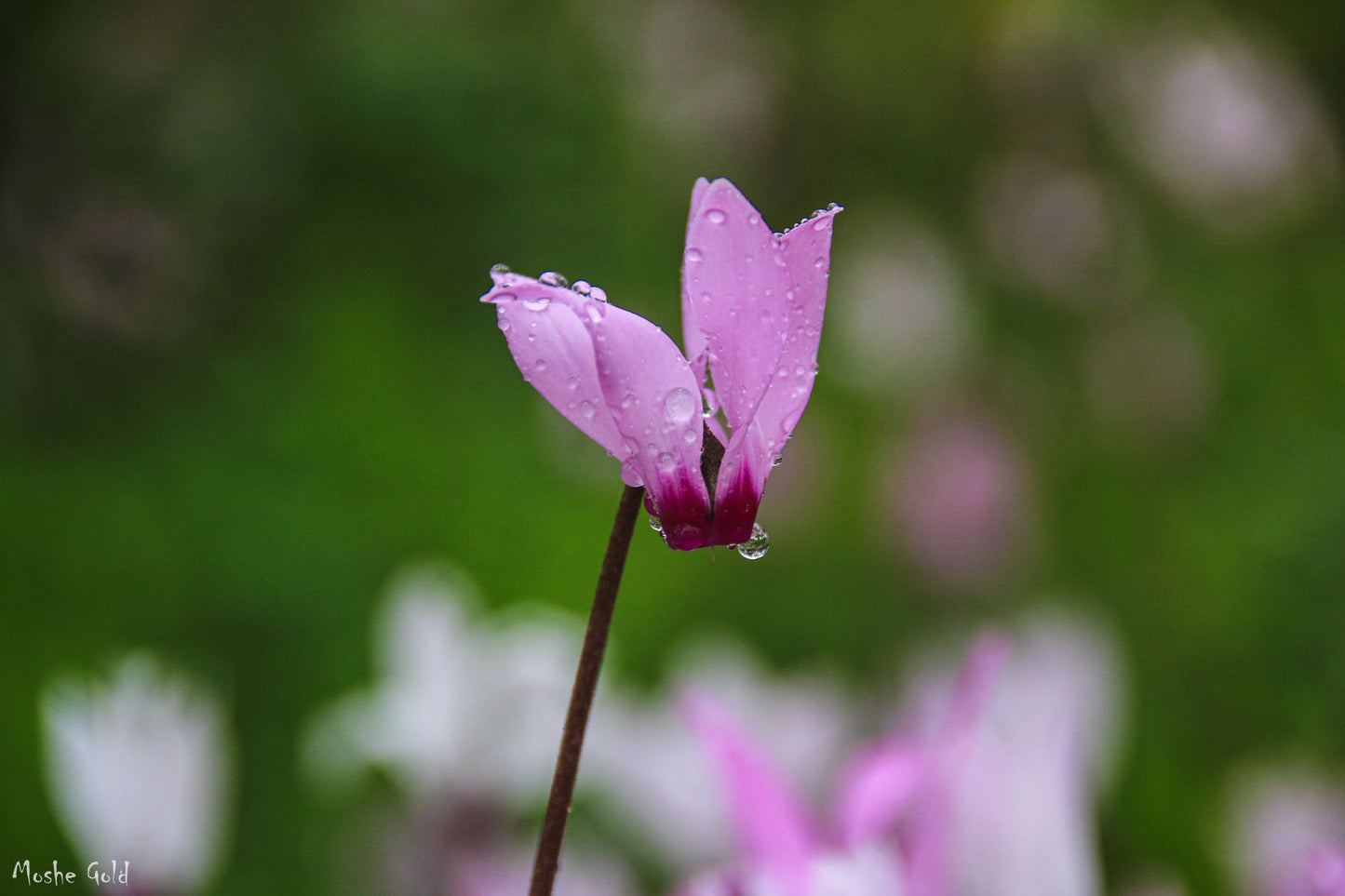 Cyclamen in the rain