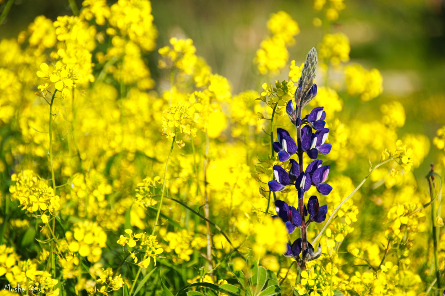 Lupines in the Ella Valley