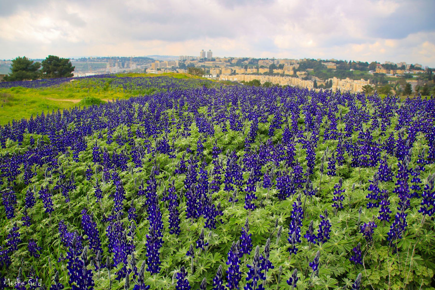 Lupines in Jerusalem