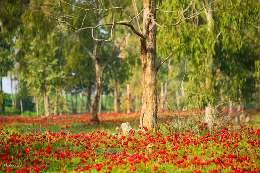 Anemones in the Western Negev