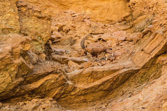 Ibex in the Eilat Mountains