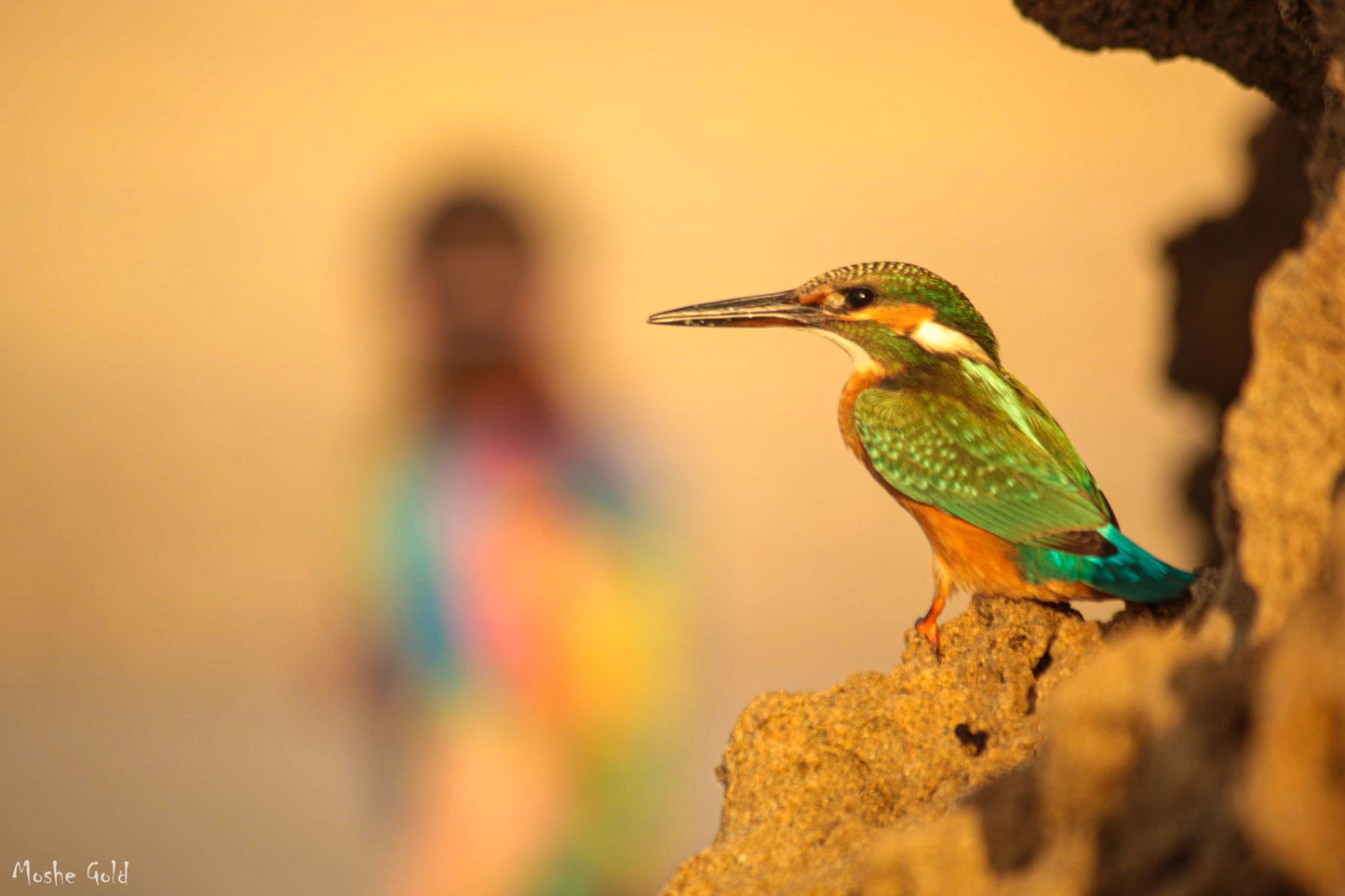 King Fisher at Palmachim Beach